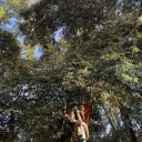 IMG_5434